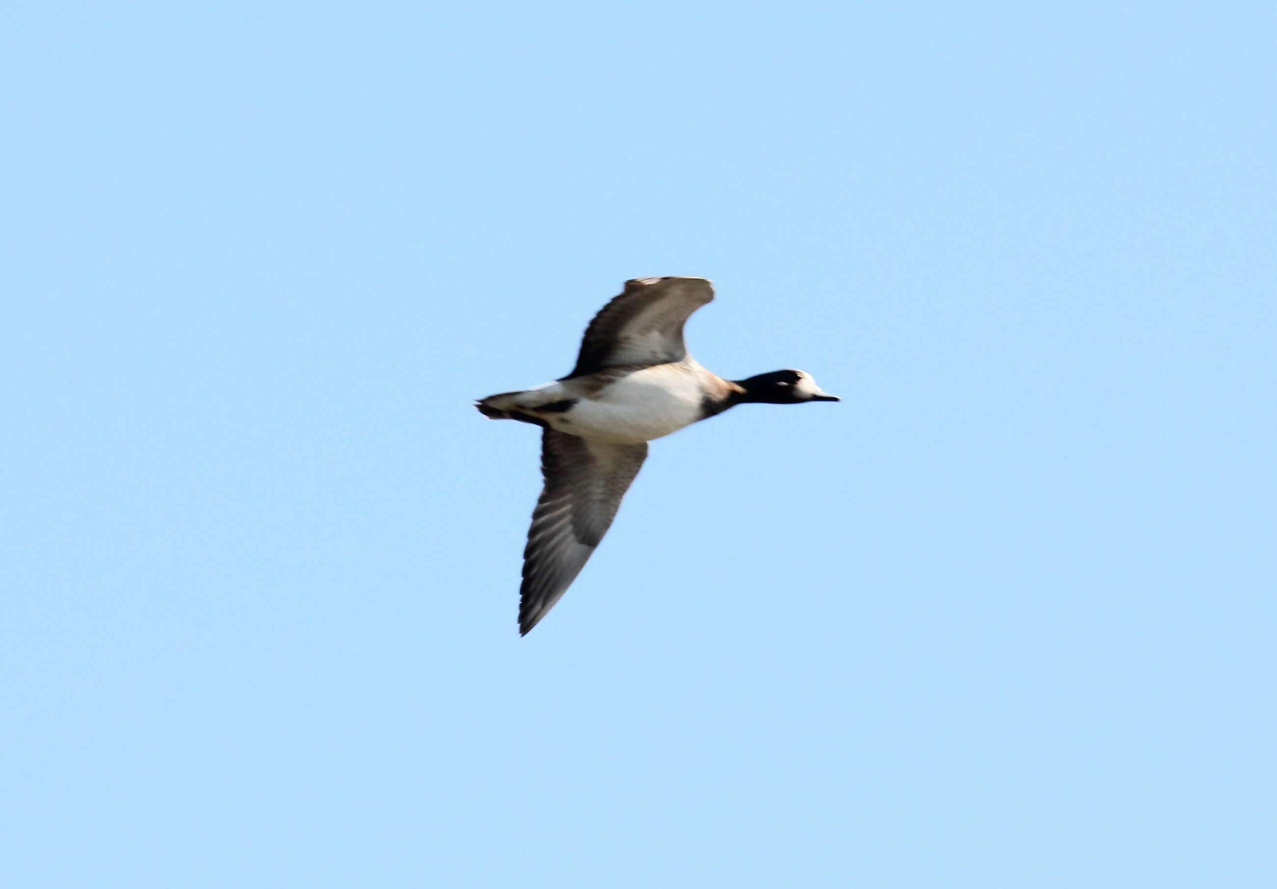 Image of Chiloe Wigeon