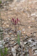 Image de Caladenia filifera Lindl.