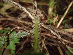 Image of Dryopteris maximowicziana (Miq.) C. Chr.