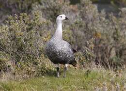 Image of magellan goose, upland goose