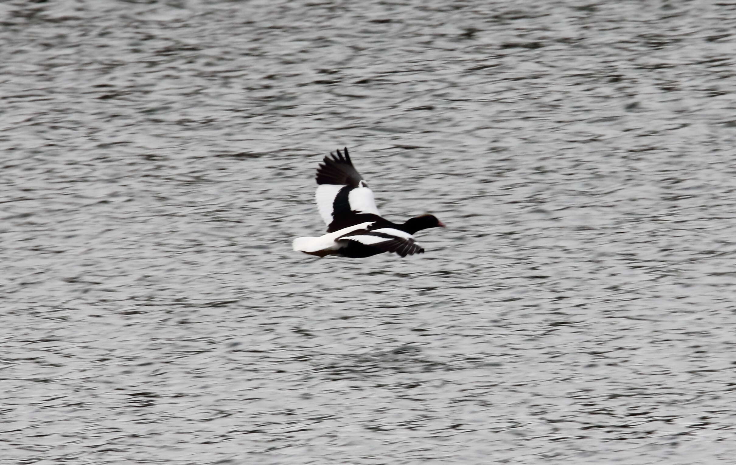 Image of Kelp Goose