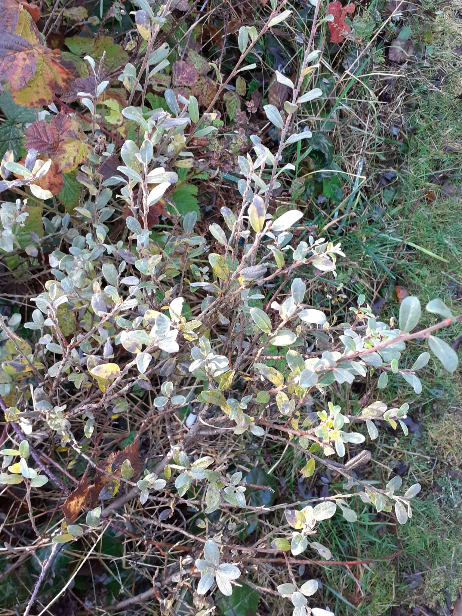 Image of creeping willow