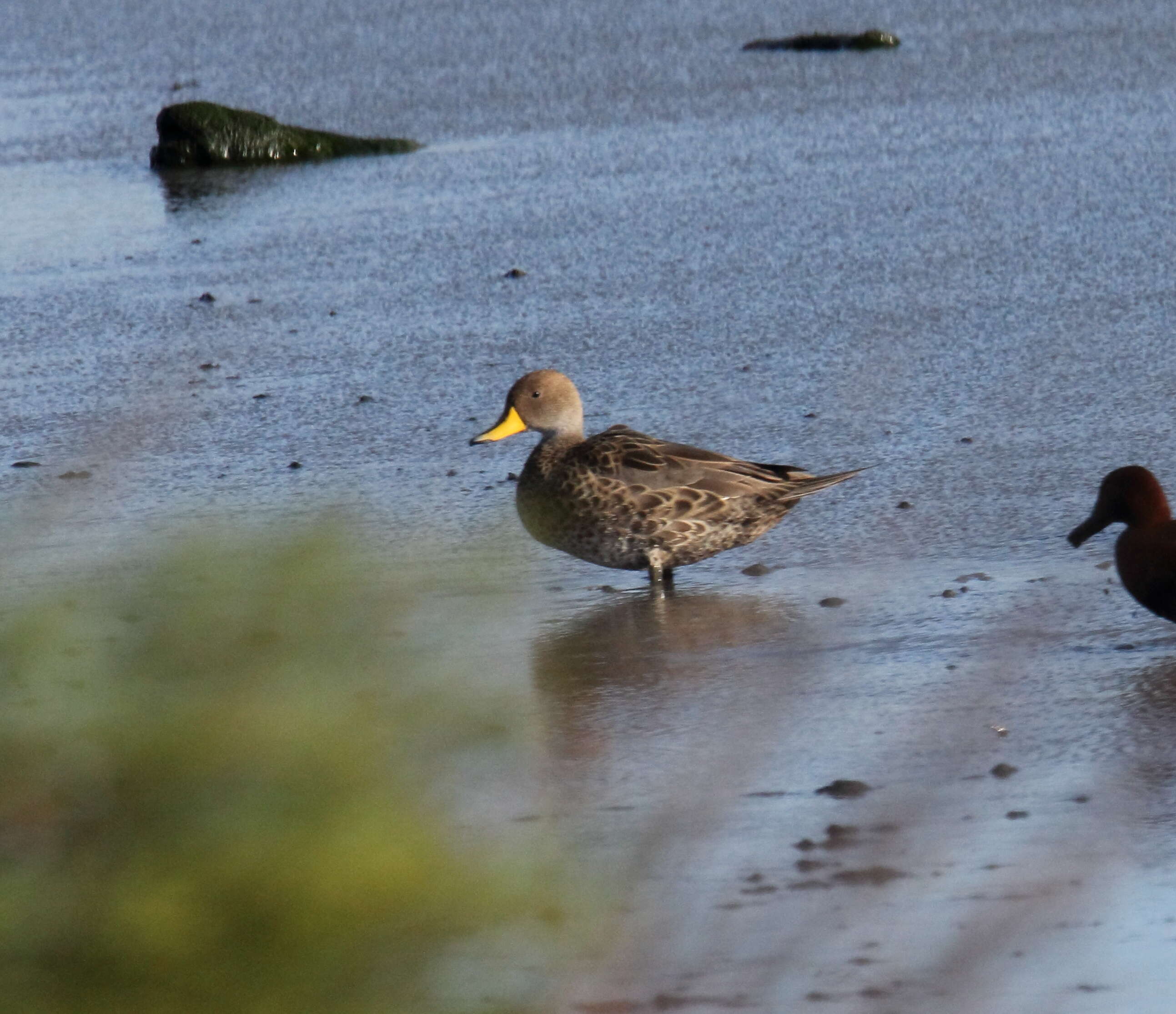 Image of Yellow-billed Pintail