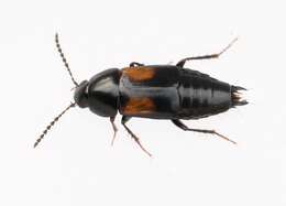 Image of Tachinus (Tachinus) subterraneus (Linnaeus 1758)