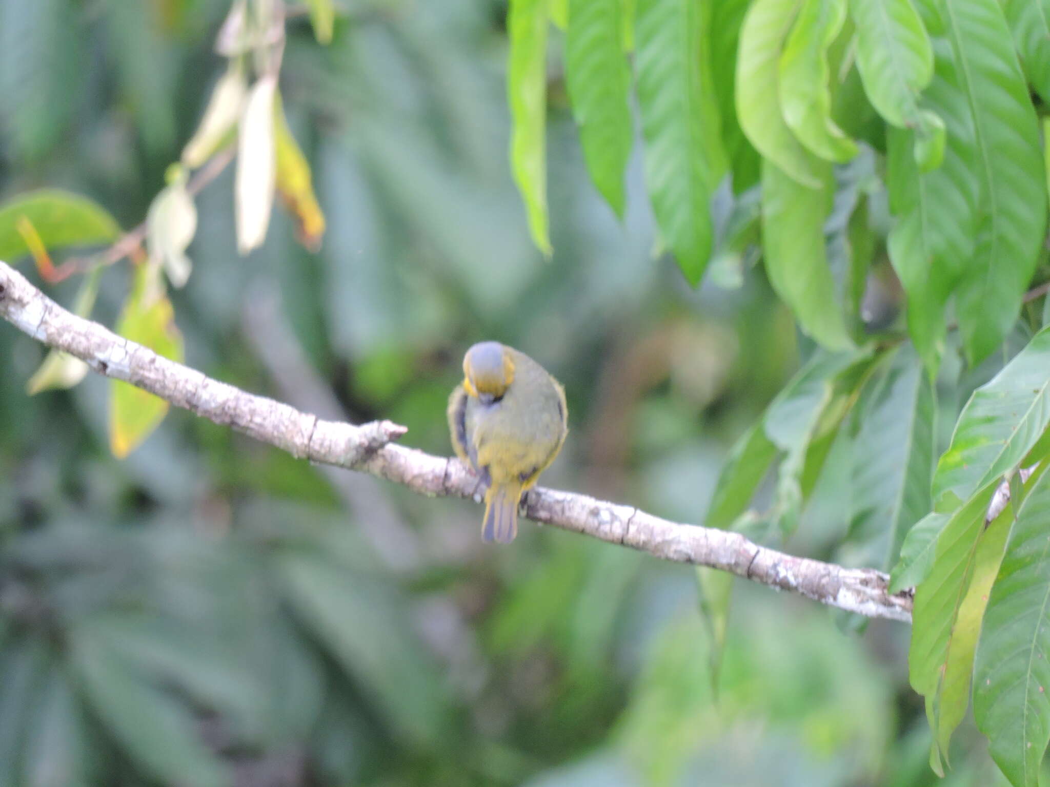 Euphonia chrysopasta Sclater, PL & Salvin 1869的圖片