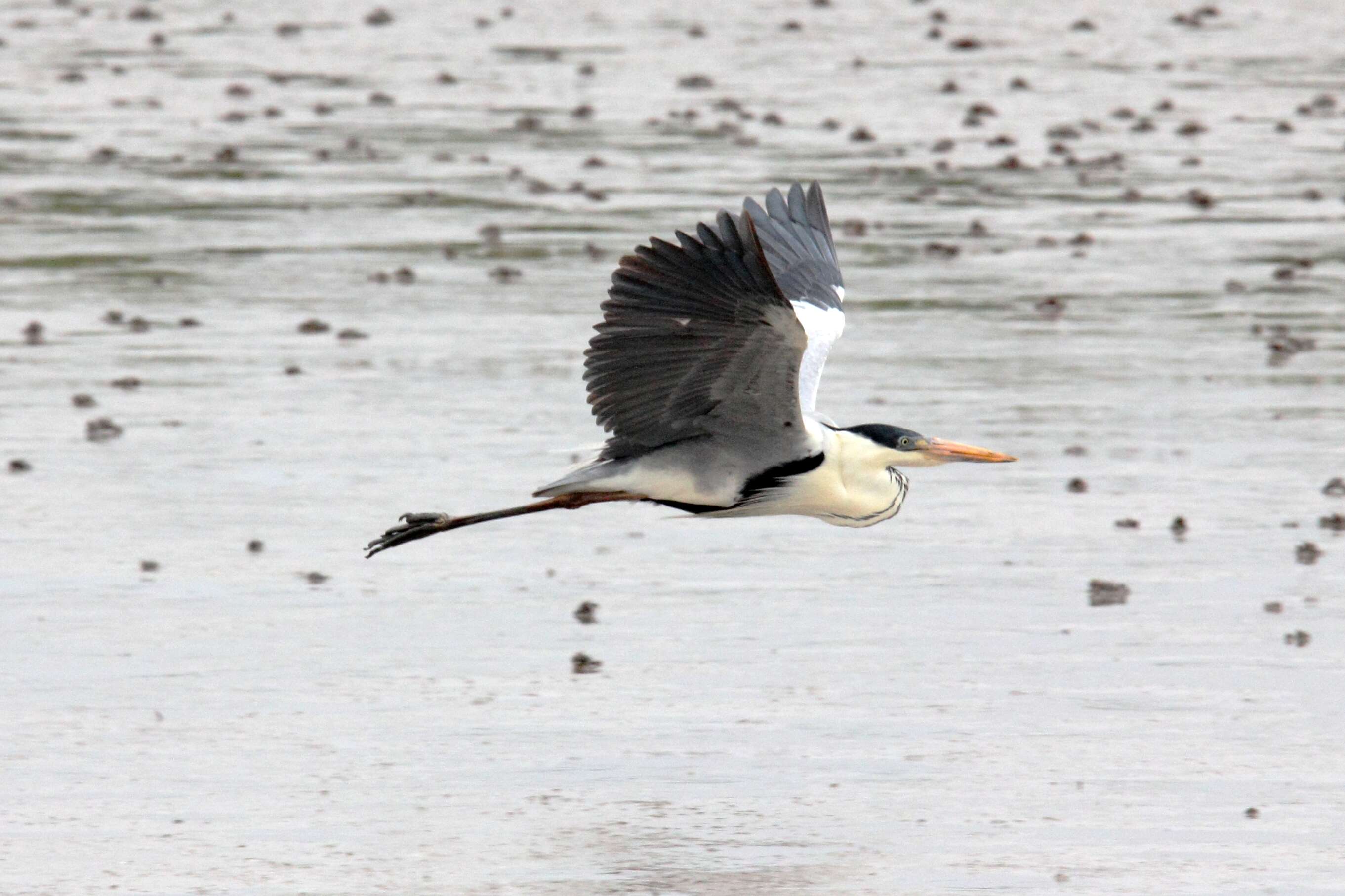 Image of Cocoi Heron