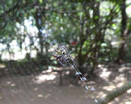 Image of Gasteracantha curvispina (Guérin 1837)