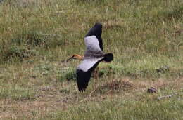 Image of Black-faced Ibis