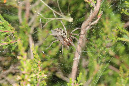 Agelena labyrinthica (Clerck 1757) resmi