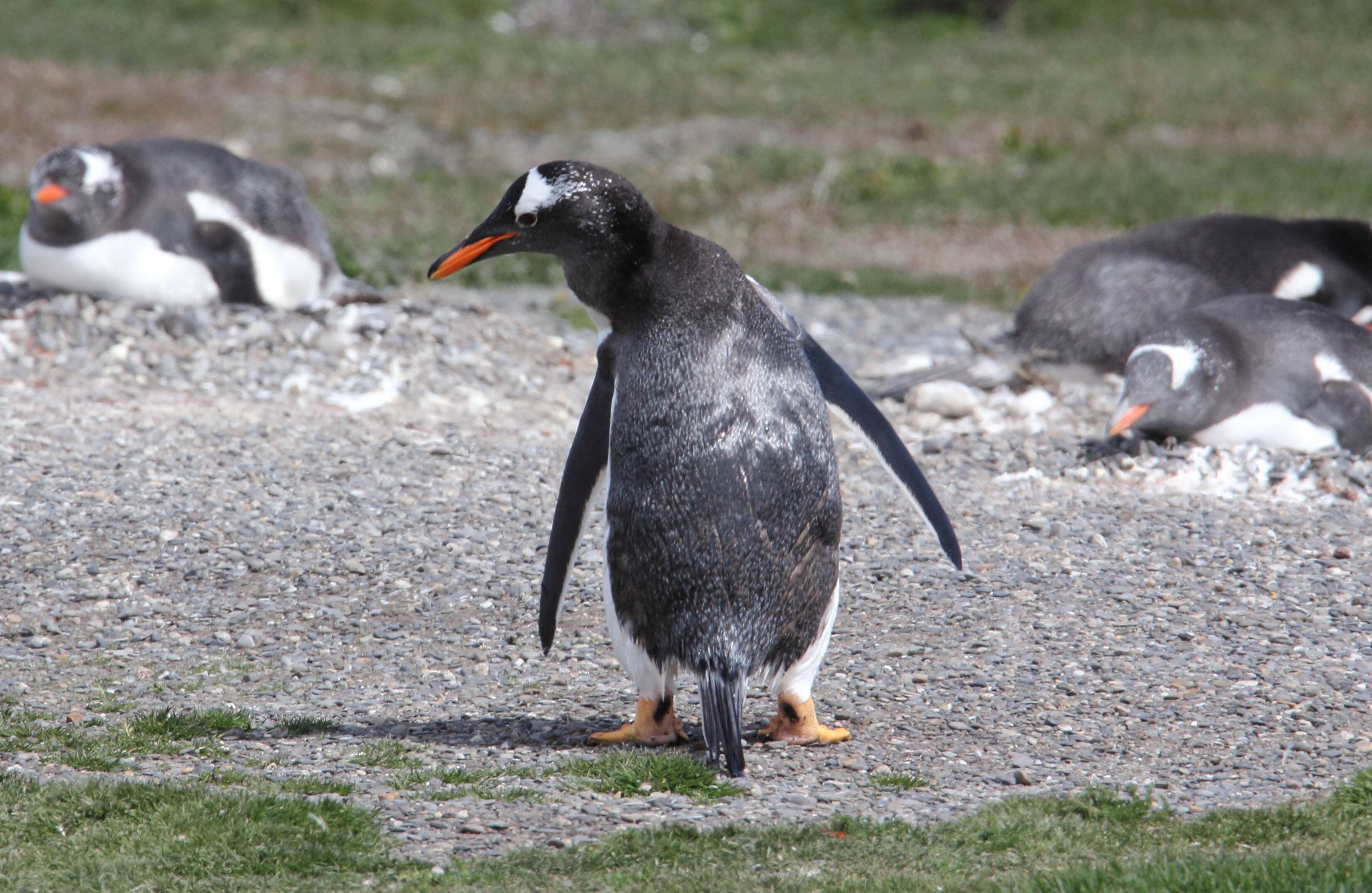 Image of Gentoo Penguin