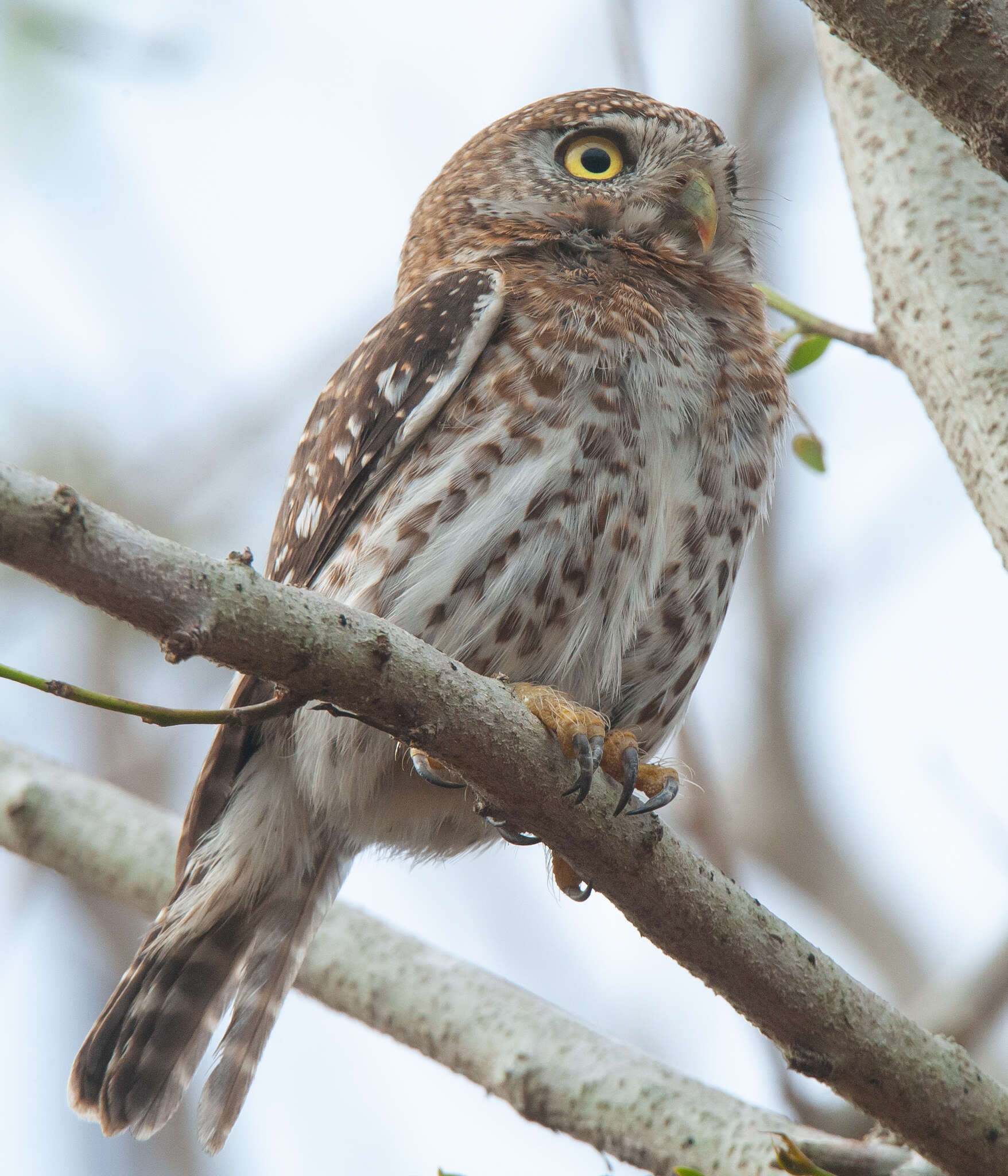 Image of Cuban Pygmy Owl