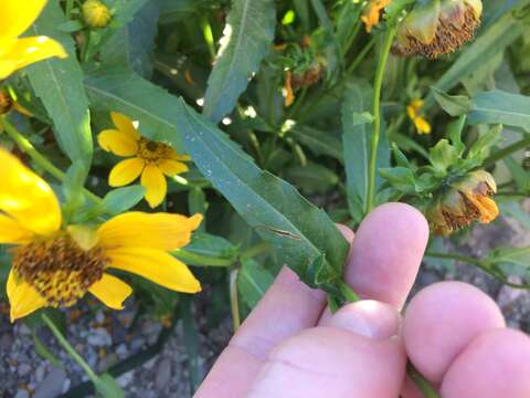 صورة Bidens laevis (L.) Britt., Stern & Poggenb.