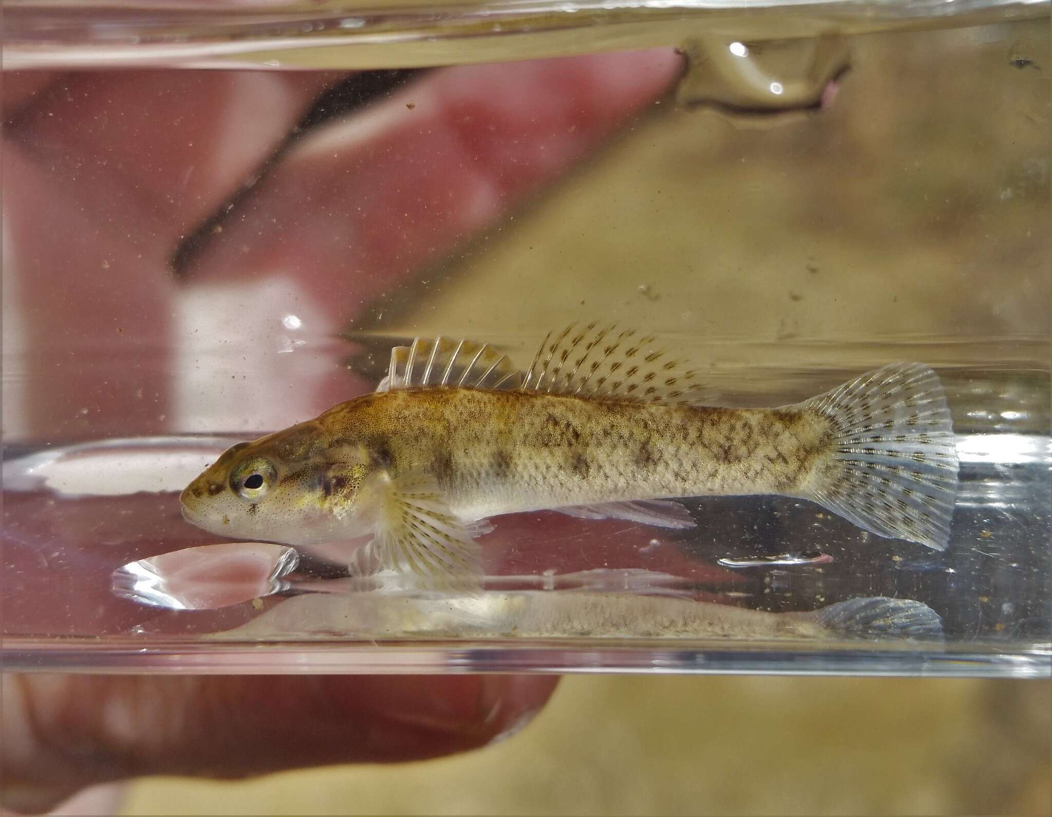 Image of Carolina fantail darter