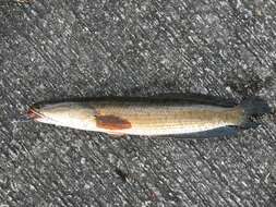 Image of Asian Snakehead