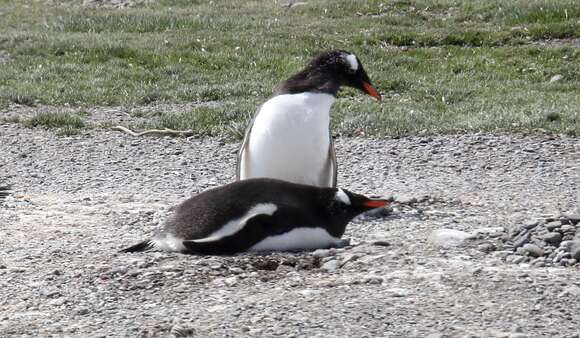 Image of Gentoo Penguin