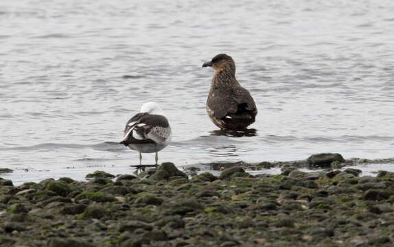 صورة Stercorarius chilensis Bonaparte 1857