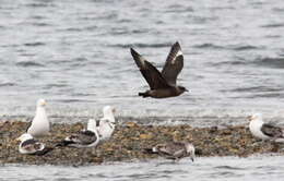 Image of Chilean Skua