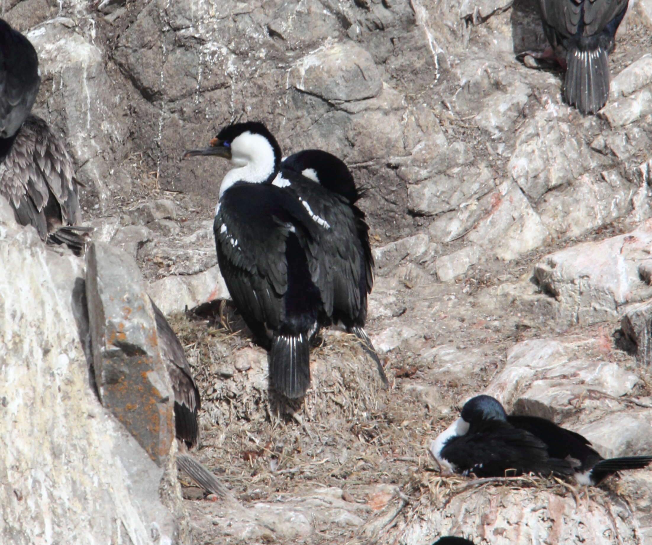 Image of Imperial Shag