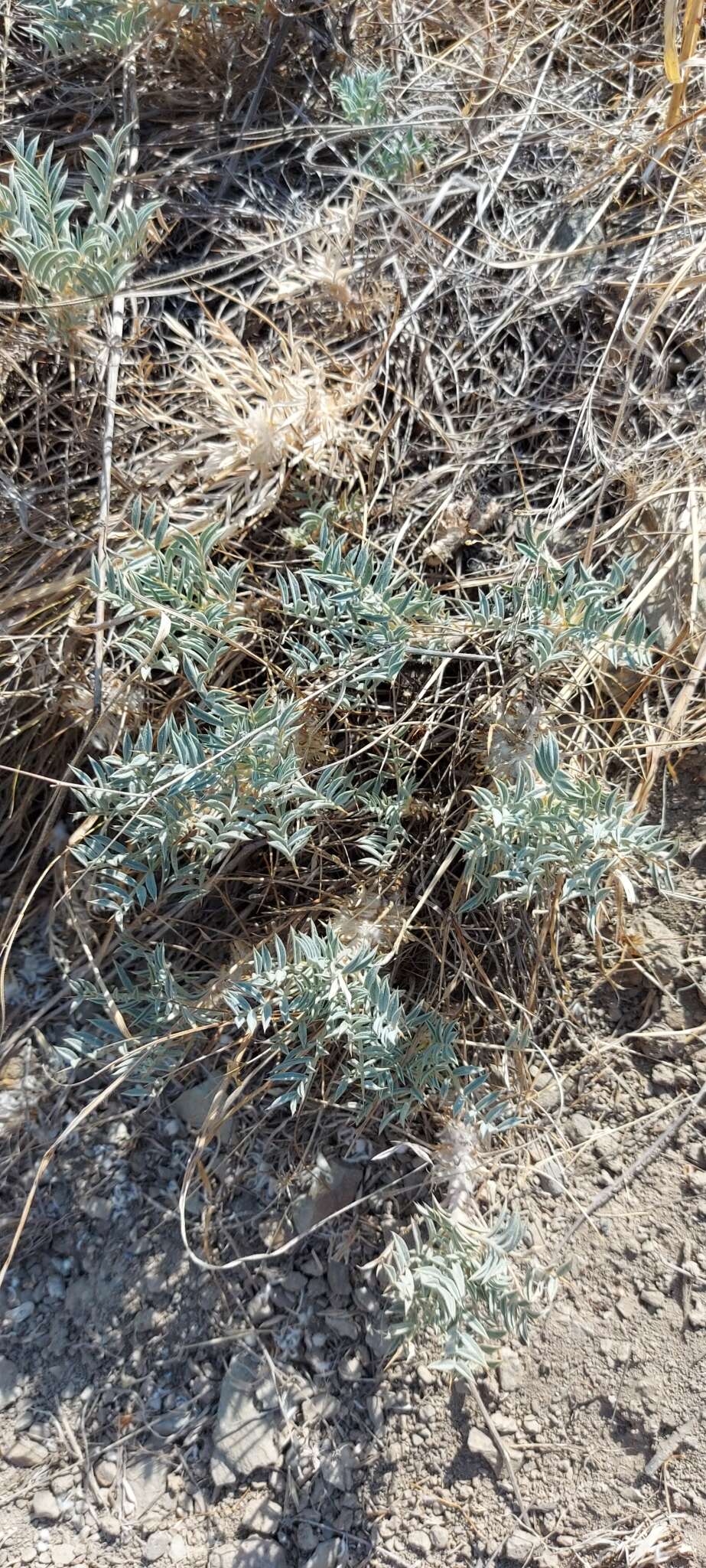 Imagem de Astragalus oleaefolius DC.