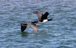 Image of Magellan Cormorant