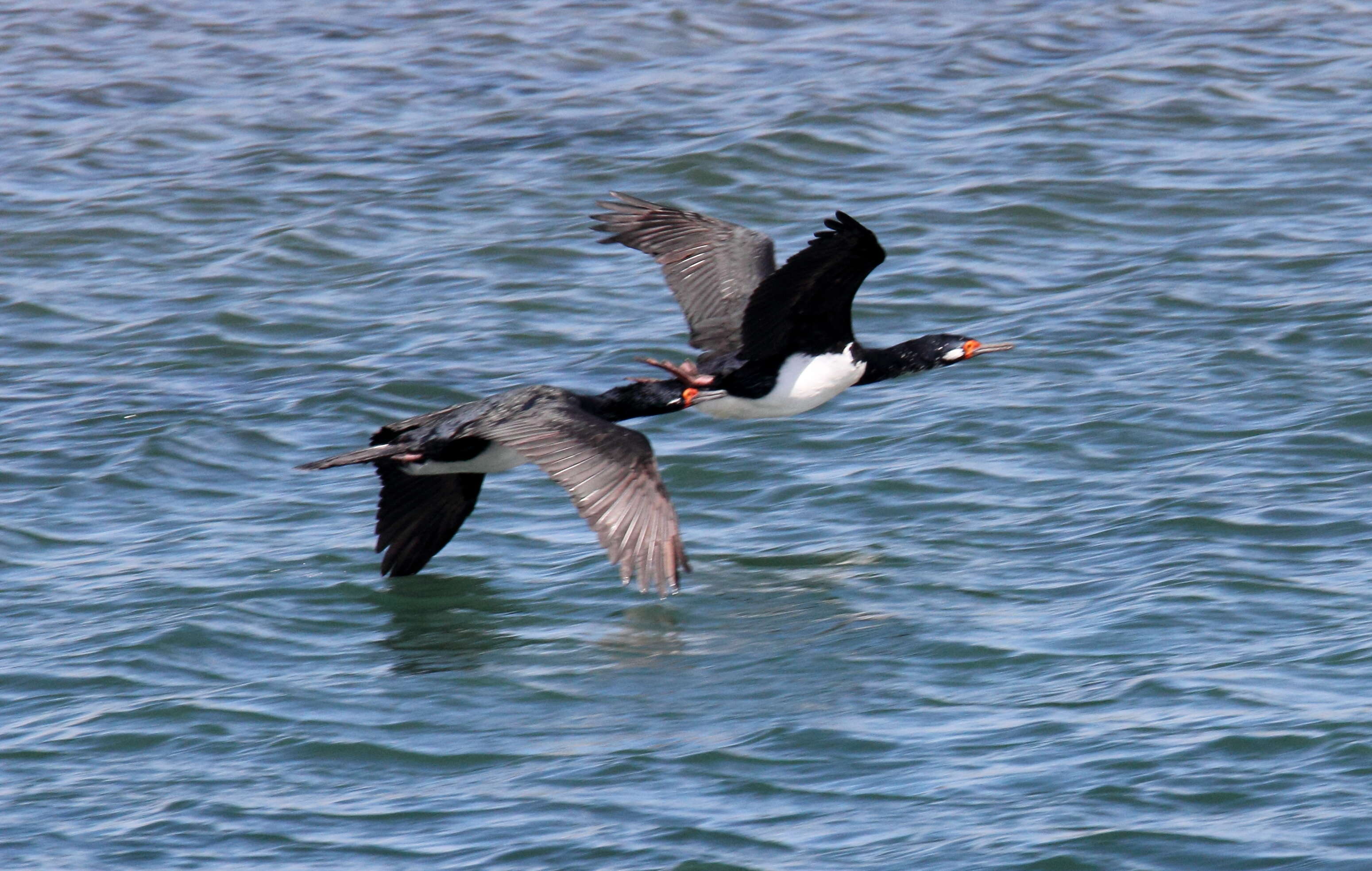 صورة Phalacrocorax magellanicus (Gmelin & JF 1789)