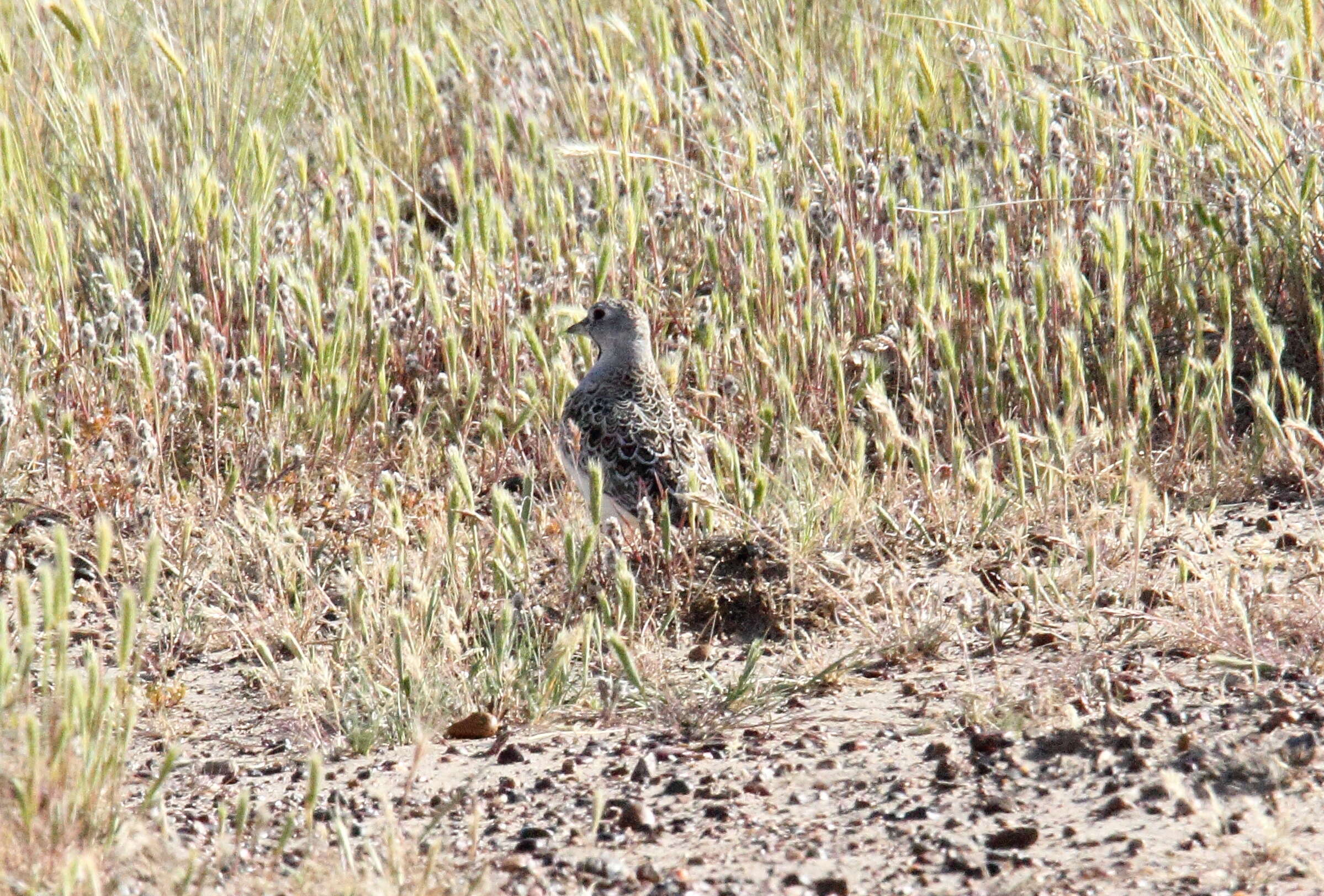 Image of Least Seedsnipe