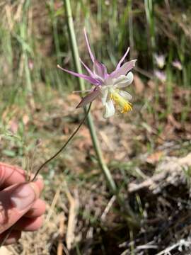 Image of Mancos columbine