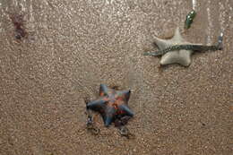 Image of Blue bat star