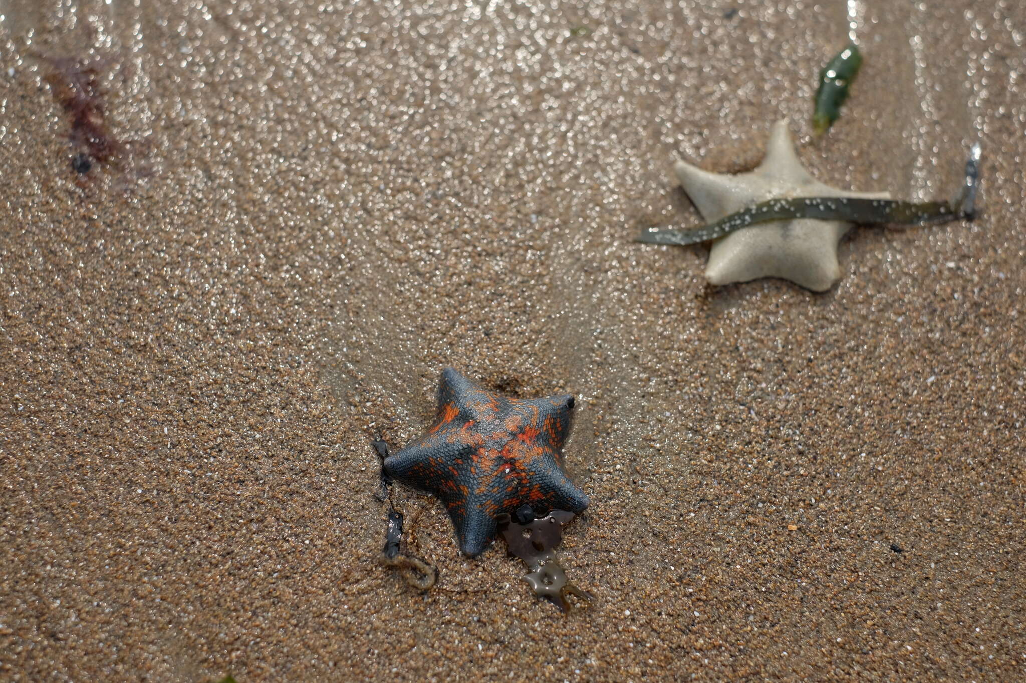 Image of Blue bat star