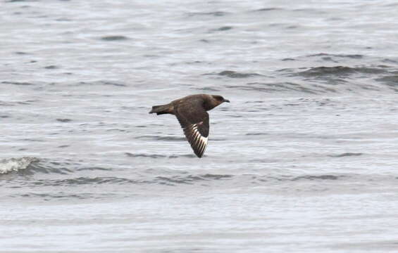 Image of Chilean Skua