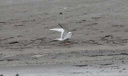 Image of Snowy-crowned Tern