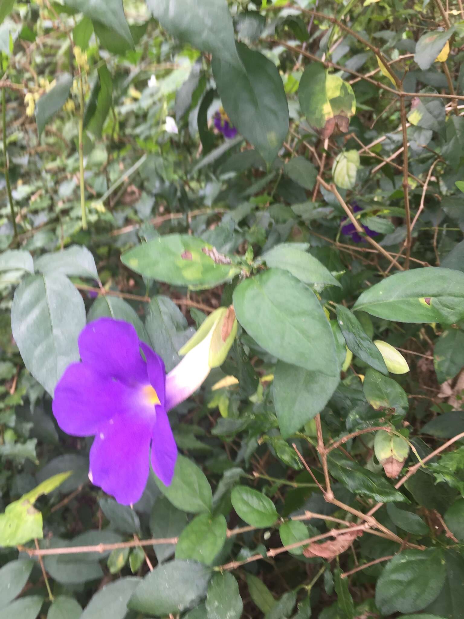 Image of bush clockvine