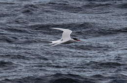 Image of South American Tern