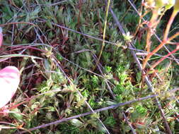 Image of Saxifraga hypnoides L.