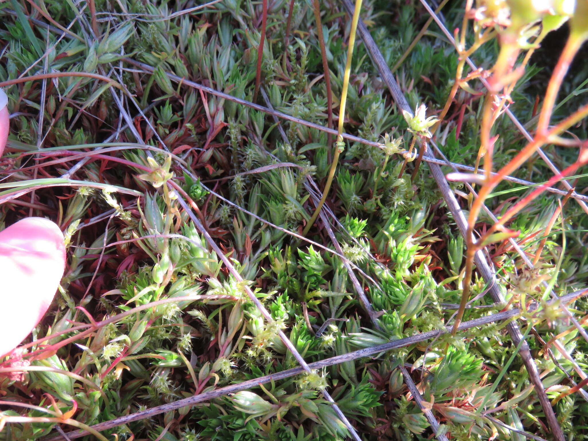 Image of Saxifraga hypnoides L.