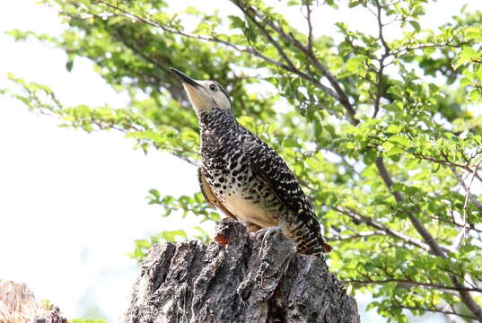 Image of Chilean Flicker