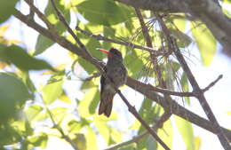 Image of Gilded Hummingbird