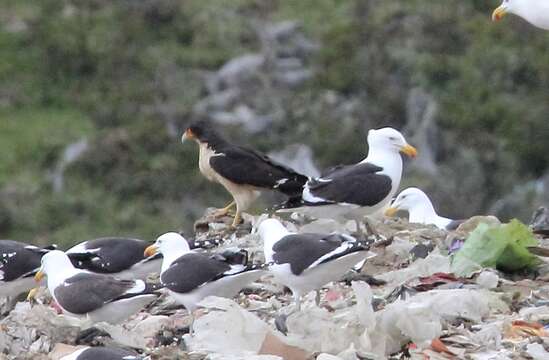 صورة Phalcoboenus albogularis (Gould 1837)