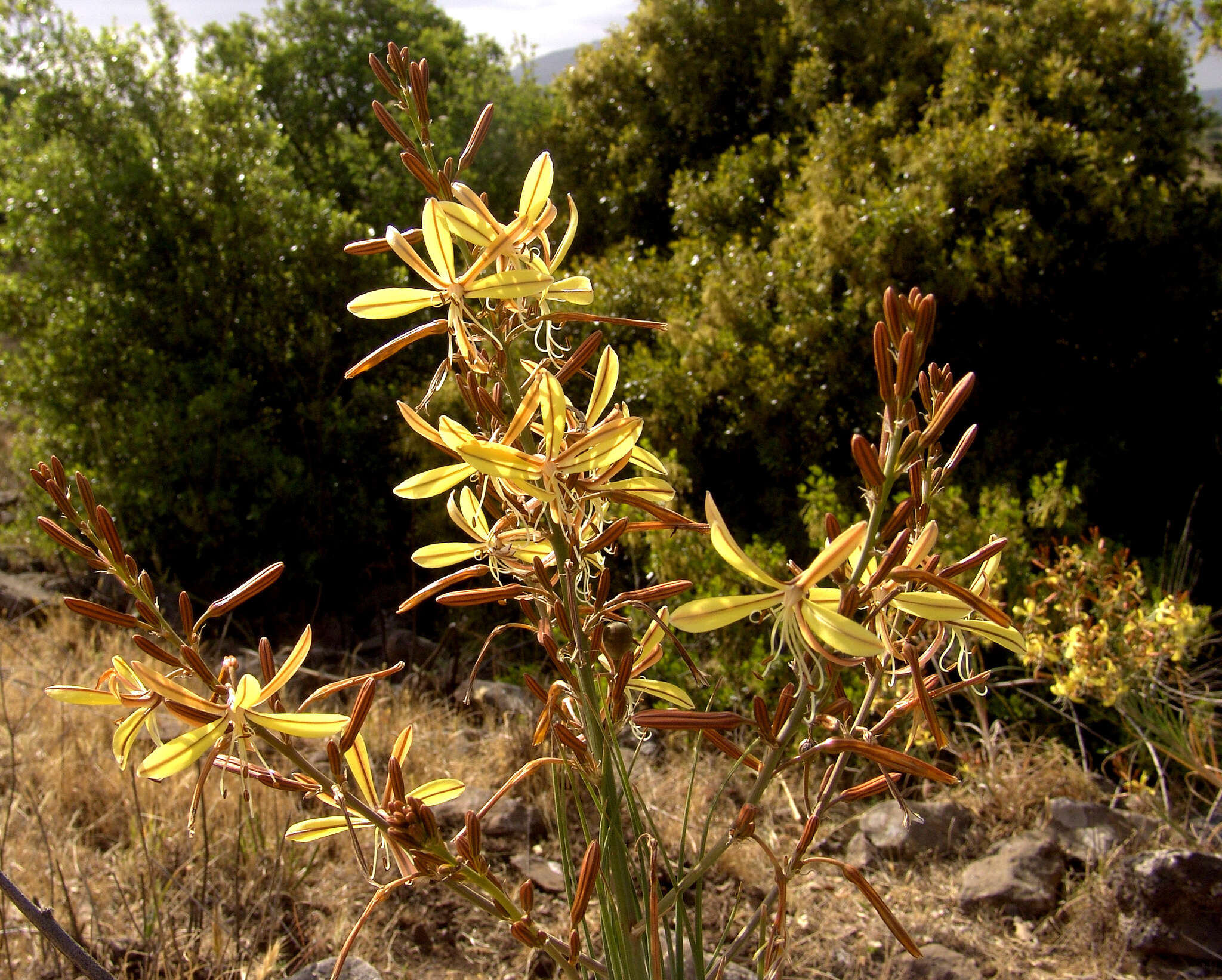 Asphodeline brevicaulis (Bertol.) J. Gay ex Baker的圖片