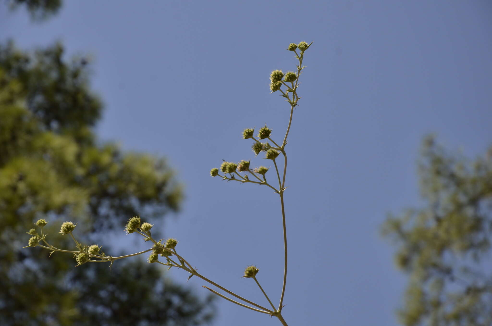 Image of Eryngium thorifolium Boiss.