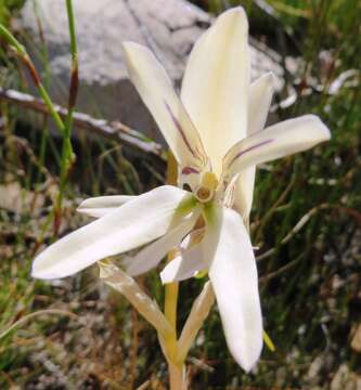 Image of Disa harveyana subsp. longicalcarata S. D. Johnson & H. P. Linder