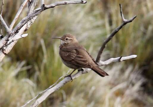 Image of Scale-throated Earthcreeper