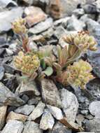 Image of Myosotis traversii var. cantabrica L. B. Moore