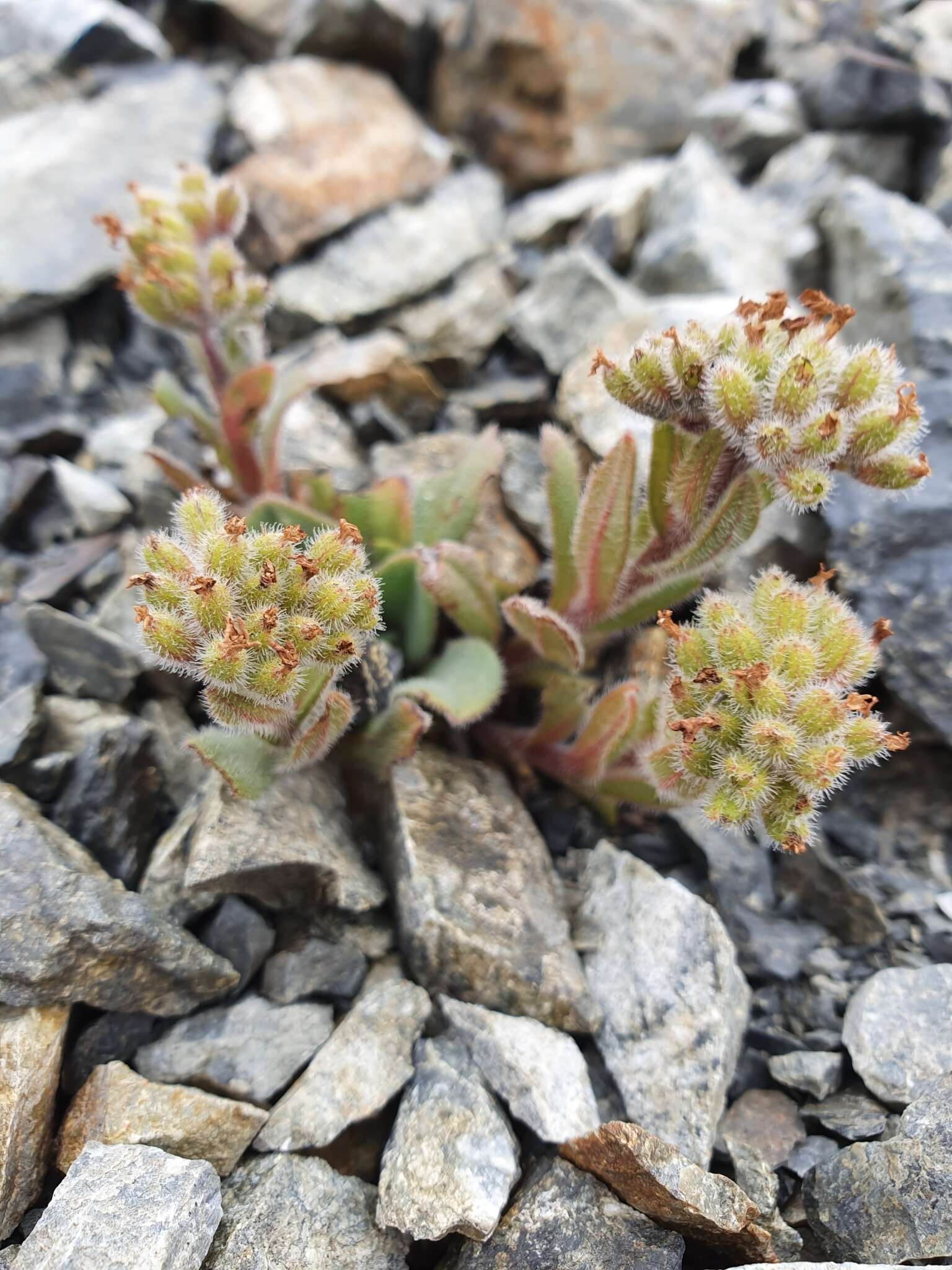 Image of Myosotis traversii var. cantabrica L. B. Moore