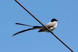 Image of Fork-tailed Flycatcher