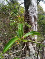 Sivun Euphorbia ankaranae Leandri kuva