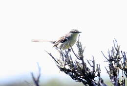 Image of Greater Wagtail-Tyrant