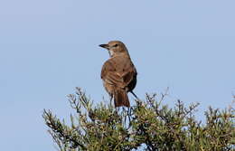 Image of White-throated Cacholote