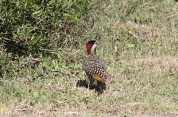 Image of Green-barred Woodpecker