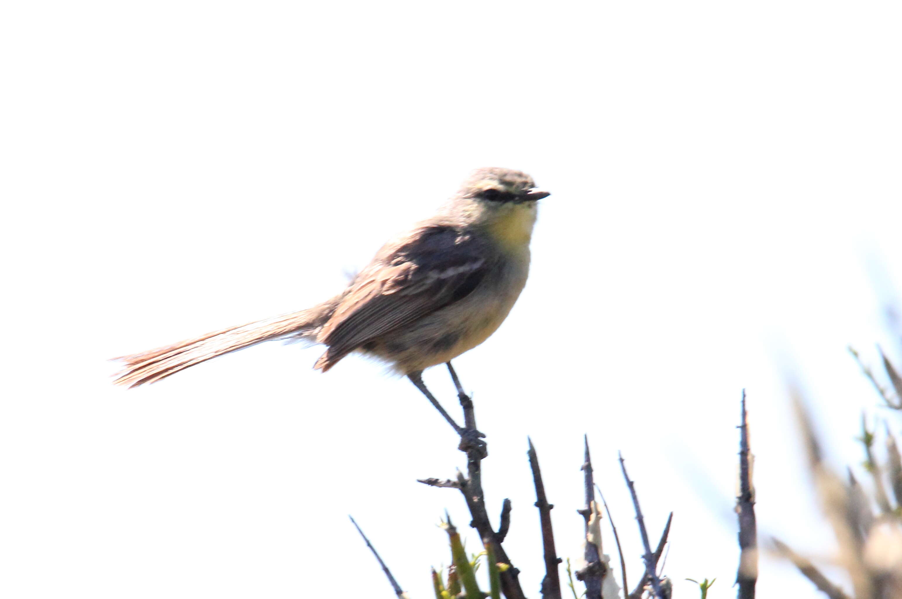 Image of Greater Wagtail-Tyrant